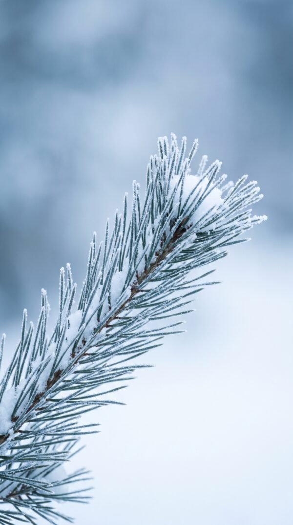 Frosted Pine Wallpaper